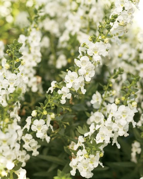 Angelonia, Summer Snapdragon, Angelface White
Annuals You'll Love
Proven Winners
Sycamore, IL