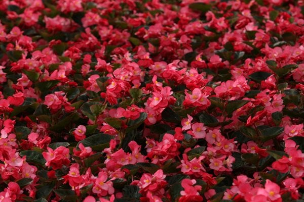Begonia, Surefire Rose
Annuals You'll Love
Proven Winners
Sycamore, IL