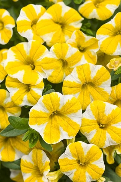 Calibrachoa, Million Bells, Lemon Slice
Annuals You'll Love
Proven Winners
Sycamore, IL