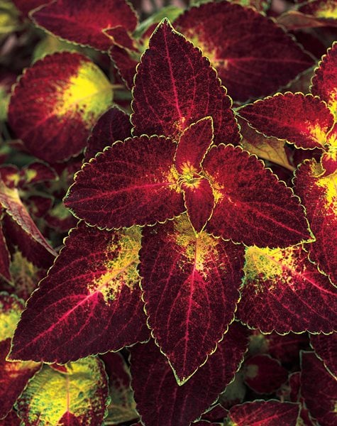 Coleus, Colorblaze, Dipt In Wine
Annuals You'll Love
Proven Winners
Sycamore, IL