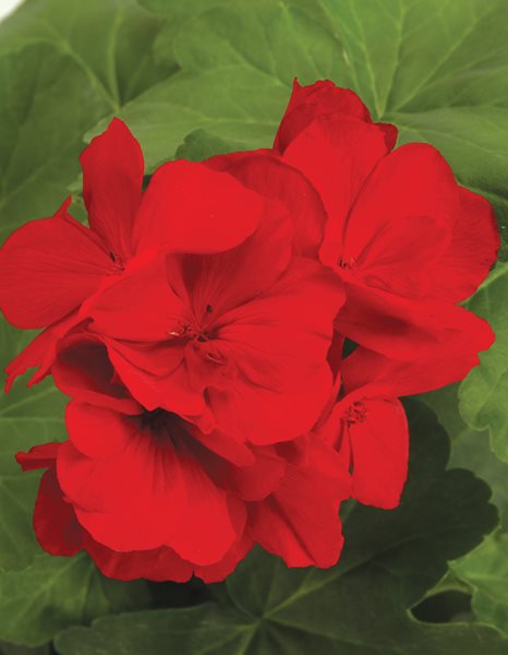 Geranium, Boldly Dark Red
Annuals You'll Love
Proven Winners
Sycamore, IL