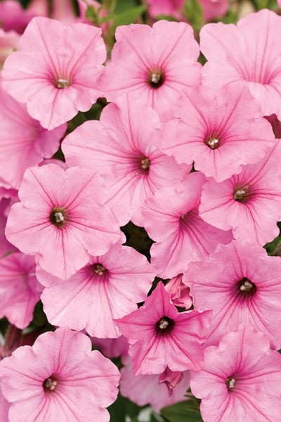 Supertunia, Vista Bubblegum, Pink Petunia
Annuals You'll Love
Proven Winners
Sycamore, IL