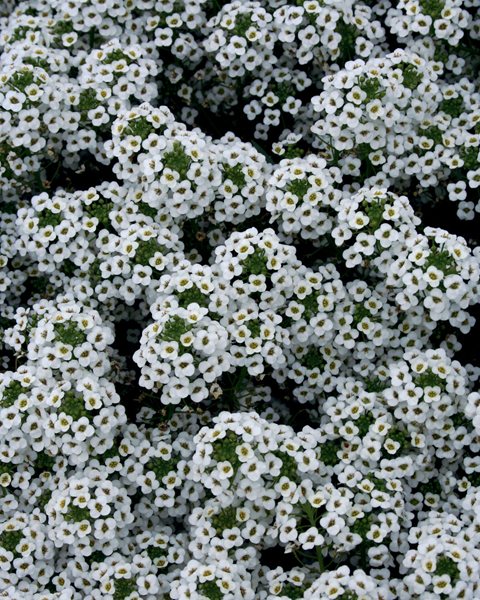 Sweet Alyssum, Snow Princess
Annuals You'll Love
Proven Winners
Sycamore, IL