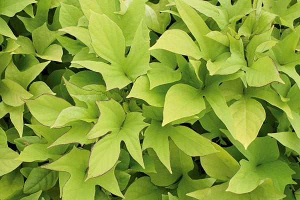 Sweet Potato Vine,
Annuals You'll Love
Proven Winners
Sycamore, IL
