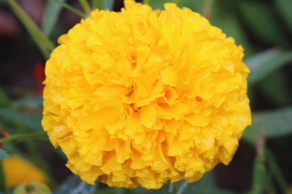 Tagetes Erecta, First Lady Marigold, Yellow Flower
Annuals You'll Love
Shutterstock.com
New York, NY