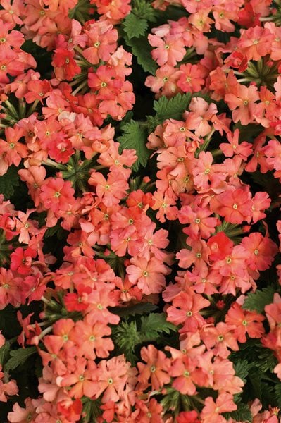 Verbena, Superbena, Royale Peachy Keen
Annuals You'll Love
Proven Winners
Sycamore, IL