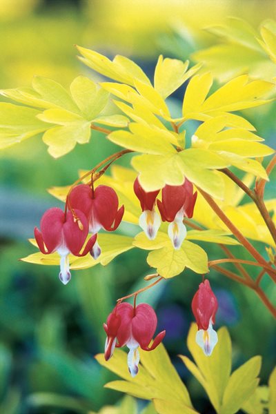 Dicentra Spectabilis, Gold Heart, Bleeding Heart
Beautiful Foliage Plants for Your Perennial Garden
Garden Design
Calimesa, CA