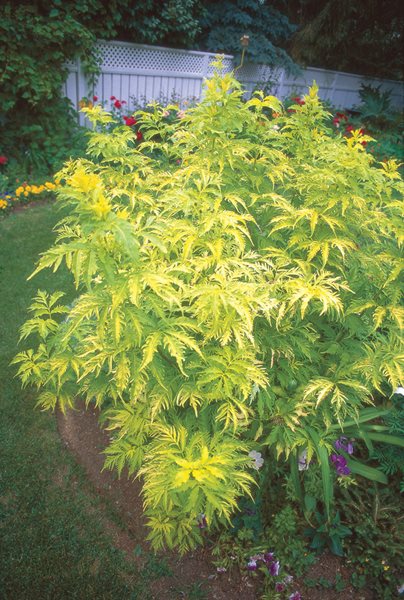 Golden Elderberry, Sambucus Racemose
Beautiful Foliage Plants for Your Perennial Garden
Garden Design
Calimesa, CA