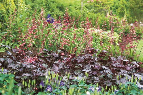 Heuchera Raspberry Regal, Wine Foliage
Beautiful Foliage Plants for Your Perennial Garden
Garden Design
Calimesa, CA