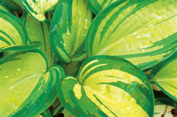 Hosta Great Expectations, Variegated Hostas
Beautiful Foliage Plants for Your Perennial Garden
Garden Design
Calimesa, CA