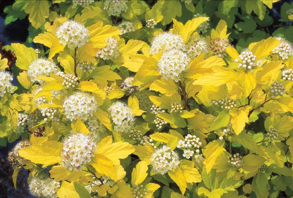 Physocarpus Opulifolius Darts Gold
Beautiful Foliage Plants for Your Perennial Garden
Garden Design
Calimesa, CA