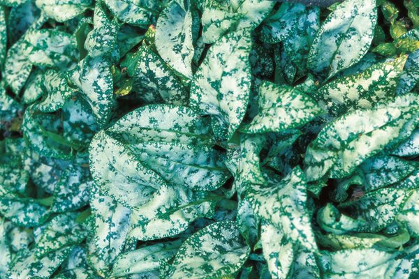 Pulmonaria Foliage, Spilled Milk
Beautiful Foliage Plants for Your Perennial Garden
Garden Design
Calimesa, CA