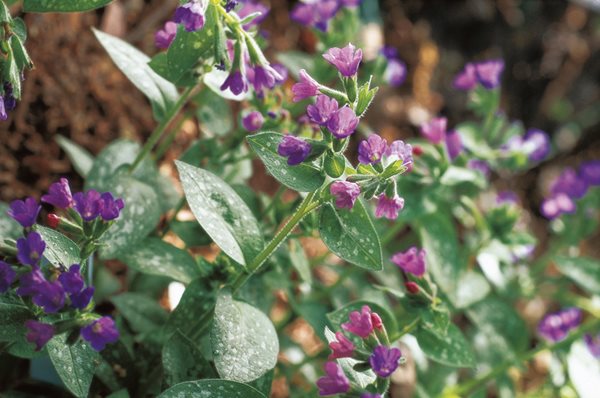 Pulmonaria Majeste, Silver Foliage, Purple Flowers
Beautiful Foliage Plants for Your Perennial Garden
Garden Design
Calimesa, CA