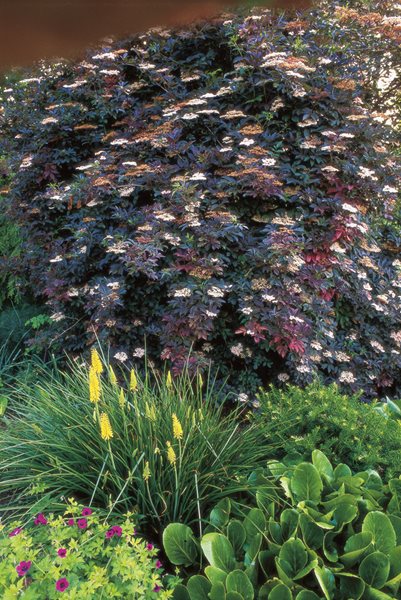 Sambucus Nigra, Guincho Purple, Burgundy Foliage
Beautiful Foliage Plants for Your Perennial Garden
Garden Design
Calimesa, CA