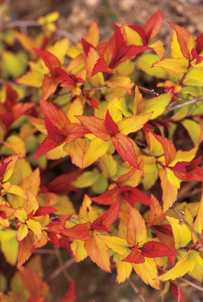 Spiraea Japonica, Magic Carpet
Beautiful Foliage Plants for Your Perennial Garden
Garden Design
Calimesa, CA