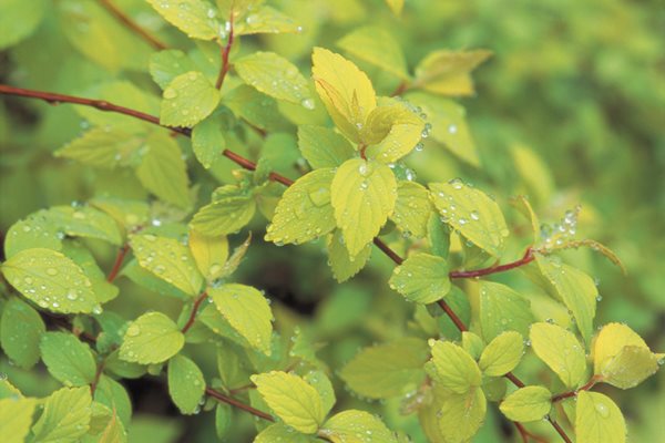 Spirea, Foliage, Gold Mound
Beautiful Foliage Plants for Your Perennial Garden
Garden Design
Calimesa, CA