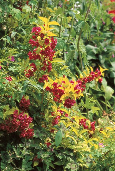 Weigela Foliage, Briant Rubidor
Beautiful Foliage Plants for Your Perennial Garden
Garden Design
Calimesa, CA
