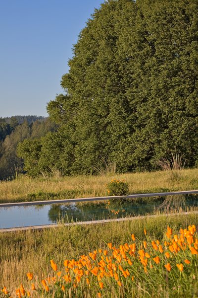 Bernard Trainor — Marin County, California
Garden Design
Calimesa, CA
