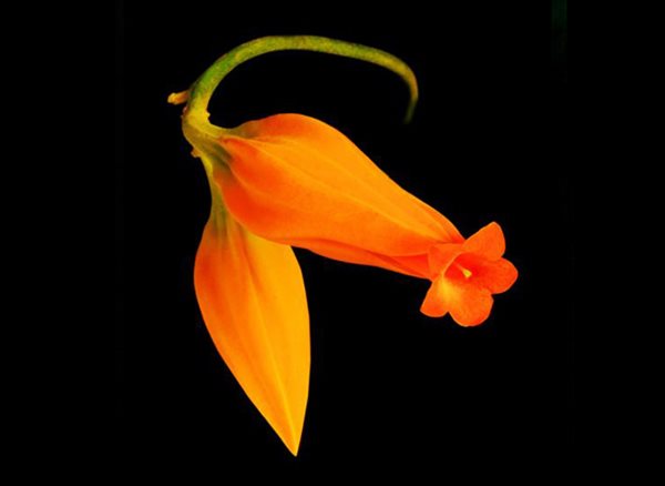 'Botanica Magnifica' Photography, Gallery
Garden Design
Calimesa, CA
