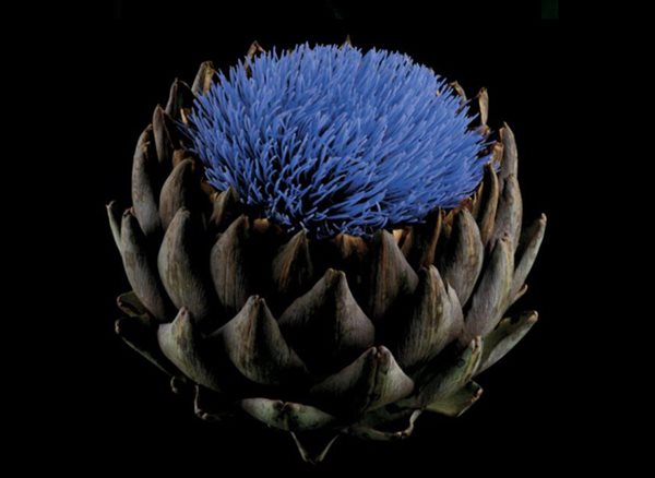 'Botanica Magnifica' Photography, Gallery
Garden Design
Calimesa, CA