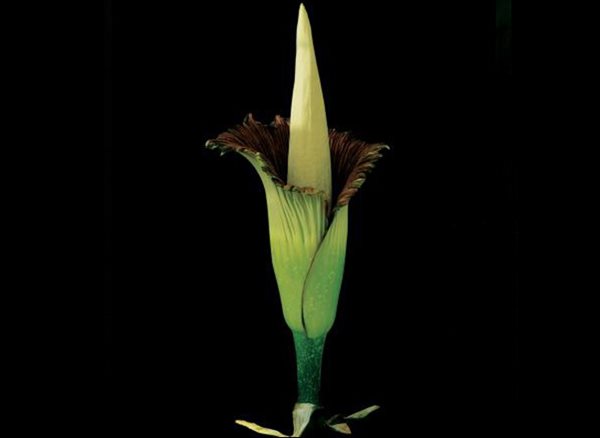 'Botanica Magnifica' Photography, Gallery
Garden Design
Calimesa, CA