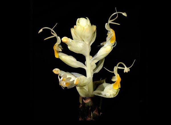 'Botanica Magnifica' Photography, Gallery
Garden Design
Calimesa, CA