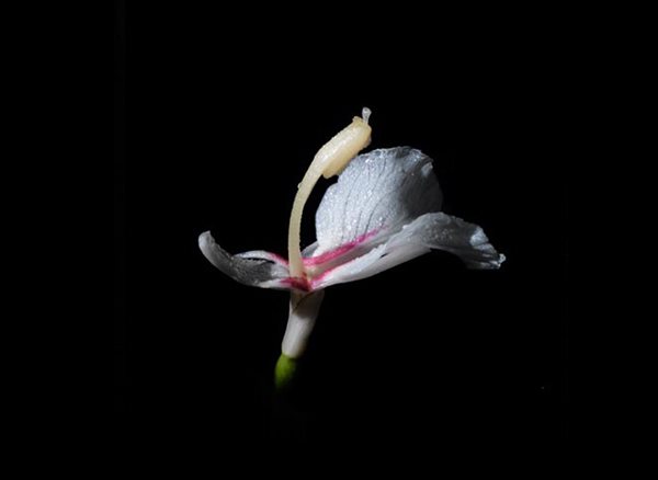 'Botanica Magnifica' Photography, Gallery
Garden Design
Calimesa, CA
