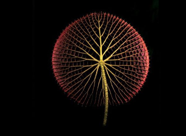 'Botanica Magnifica' Photography, Gallery
Garden Design
Calimesa, CA