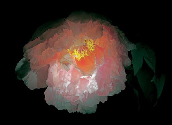 'Botanica Magnifica' Photography, Gallery
Garden Design
Calimesa, CA