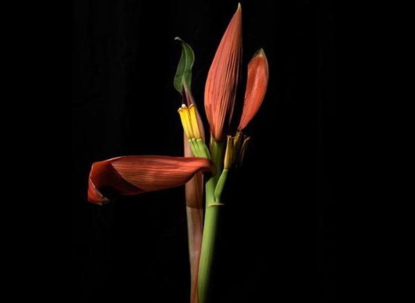 'Botanica Magnifica' Photography, Gallery
Garden Design
Calimesa, CA