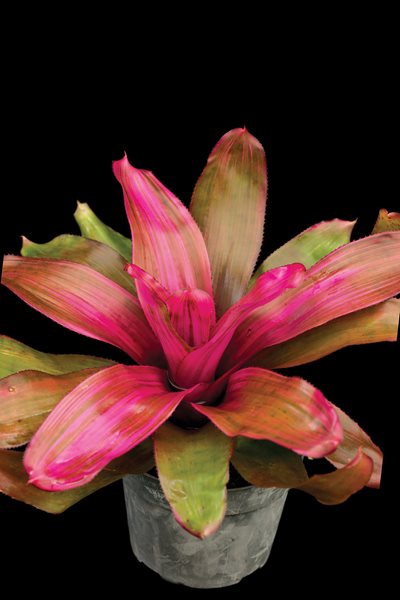 Bromeliads - Gallery | Garden Design Bromeliads - Gallery | Garden Design on Landscape Design With Bromeliads
id=25121
