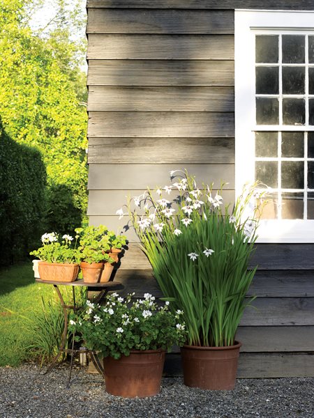 Container Garden Pictures
Deborah Needleman (Homeowner)
Garrison, NY