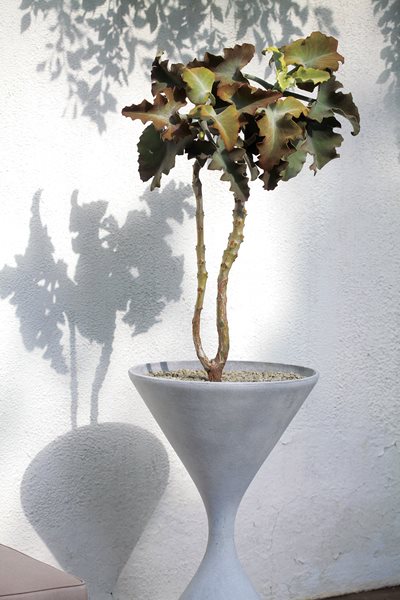 Container Garden Pictures
Elysian Landscapes
Los Angeles, CA