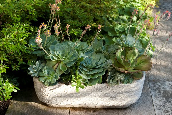 Container Garden Pictures
Hoerr Schaudt
Chicago, IL