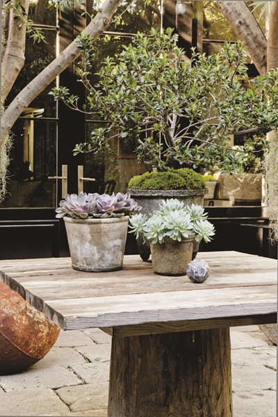 Container Garden Pictures
Scott Shrader
West Hollywood, CA