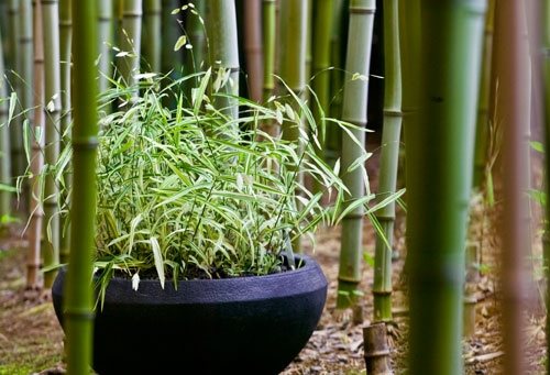 Container Grasses at Cheekwood
Garden Design
Calimesa, CA