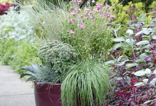 Container Grasses at Cheekwood
Garden Design
Calimesa, CA