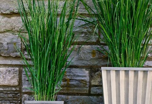Container Grasses at Cheekwood
Garden Design
Calimesa, CA