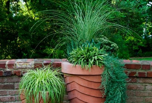Container Grasses at Cheekwood
Garden Design
Calimesa, CA