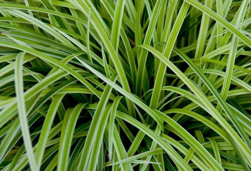 Container Grasses at Cheekwood
Garden Design
Calimesa, CA