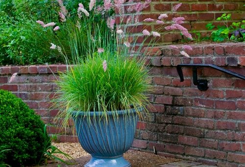 Container Grasses at Cheekwood
Garden Design
Calimesa, CA