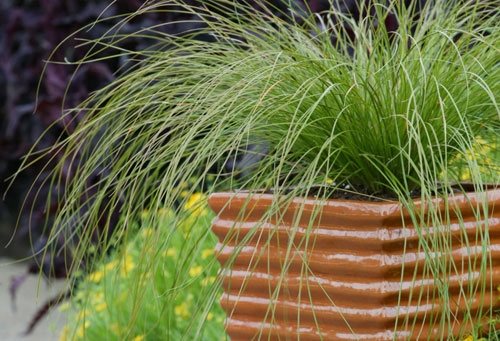 Container Grasses at Cheekwood
Garden Design
Calimesa, CA