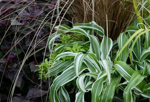 Container Grasses at Cheekwood
Garden Design
Calimesa, CA