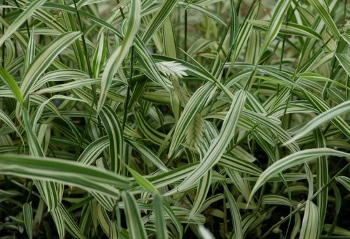 Container Grasses at Cheekwood
Garden Design
Calimesa, CA