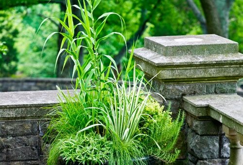 Container Grasses at Cheekwood
Garden Design
Calimesa, CA