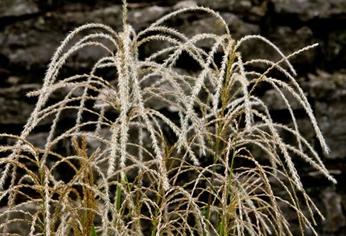 Container Grasses at Cheekwood
Garden Design
Calimesa, CA