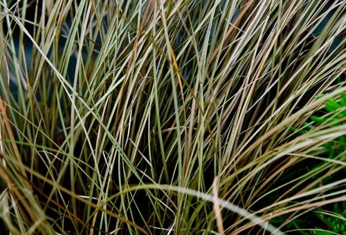 Container Grasses at Cheekwood
Garden Design
Calimesa, CA
