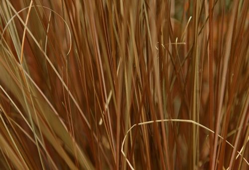 Container Grasses at Cheekwood
Garden Design
Calimesa, CA