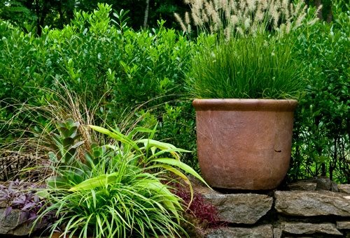 Container Grasses at Cheekwood
Garden Design
Calimesa, CA