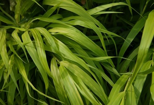 Container Grasses at Cheekwood
Garden Design
Calimesa, CA